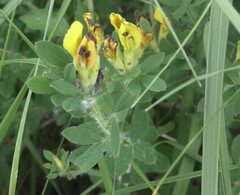 Chamaecytisus supinus