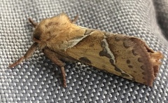 Triodia sylvina