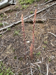 Pterospora andromedea