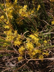Sedum acre