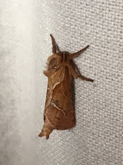 Triodia sylvina