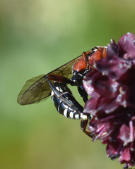 Neotypus melanocephalus