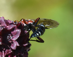 Neotypus melanocephalus