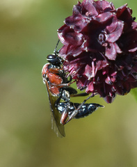 Neotypus melanocephalus