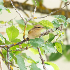 Phylloscopus bonelli