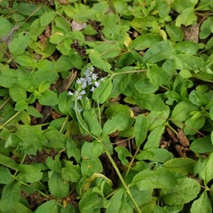 Veronica officinalis