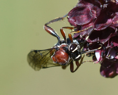 Neotypus melanocephalus