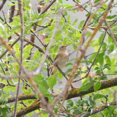 Phylloscopus bonelli