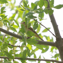 Phylloscopus bonelli