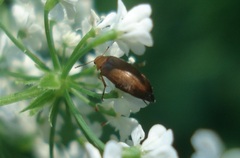 Anaspis flava