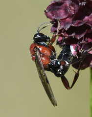 Neotypus melanocephalus