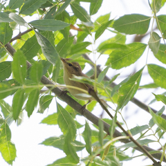 Phylloscopus bonelli