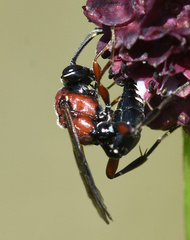 Neotypus melanocephalus