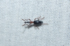 Cylas formicarius