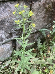 Erysimum cheiranthoides