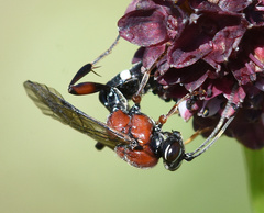 Neotypus melanocephalus