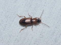 Stenolophus dissimilis
