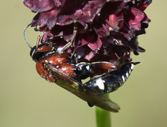 Neotypus melanocephalus