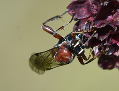 Neotypus melanocephalus