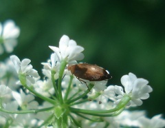 Anaspis flava
