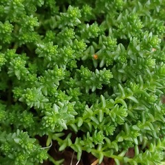 Sedum acre