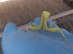 Hierodula transcaucasica