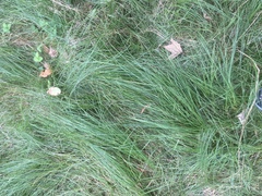 Carex brizoides