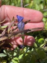 Gentianopsis thermalis