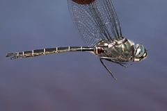 Somatochlora cingulata