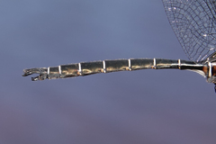 Somatochlora cingulata