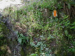 Polypodium glycyrrhiza