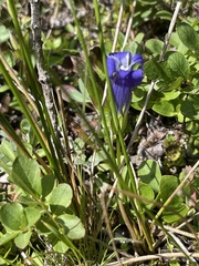 Gentianopsis thermalis