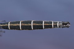 Somatochlora cingulata