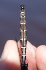 Somatochlora cingulata