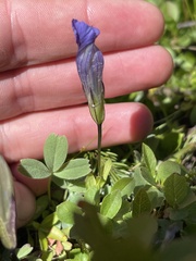 Gentianopsis thermalis