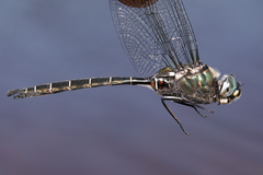 Somatochlora cingulata