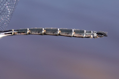 Somatochlora cingulata