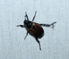 Strigoderma arbicola