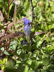 Gentianopsis thermalis