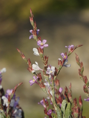 Limoniastrum monopetalum