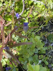 Gentianopsis thermalis