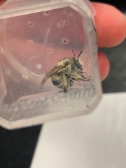 Anthophora urbana