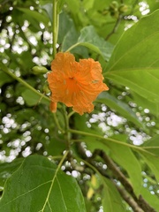 Cordia subcordata