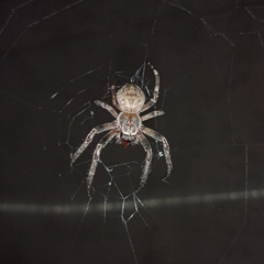 Larinioides ixobolus