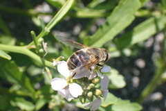 Eristalis tenax