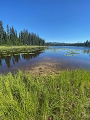 Somatochlora cingulata