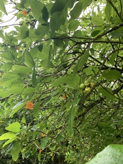Cordia subcordata