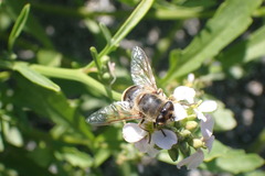 Eristalis tenax