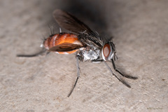 Mintho