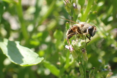 Eristalis tenax